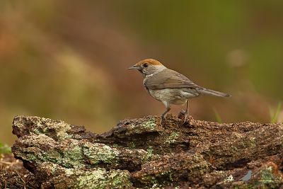 Zwartkop / Blackcap