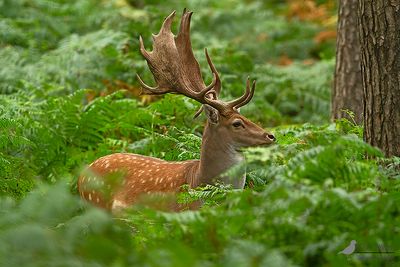 Damhert / Fallow deer