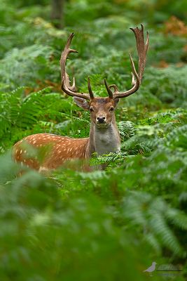 Damhert / Fallow deer