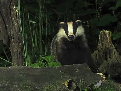 Das / Badger