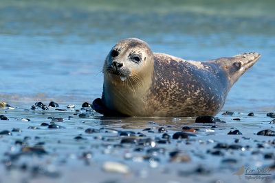 Grijze zeehond / Grey seal