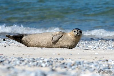 Grijze zeehond / Grey seal