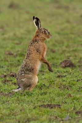 Haas / European hare