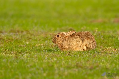 Haas / European hare
