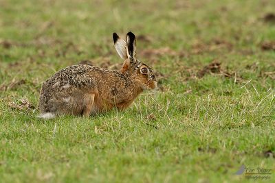 Haas / European hare