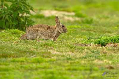 Europees konijn / European rabbit