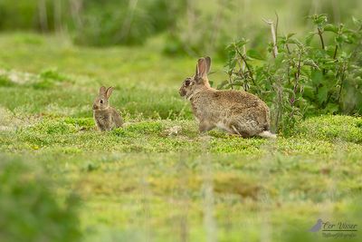 Europees konijn / European rabbit