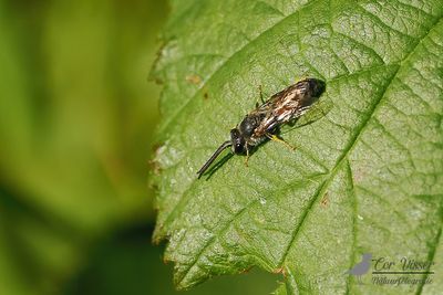 Gewone geurgroefbij / Lasioglossum calceatum