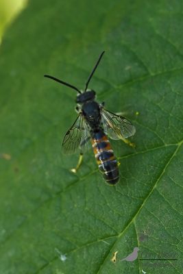 Gewone geurgroefbij / Lasioglossum calceatum