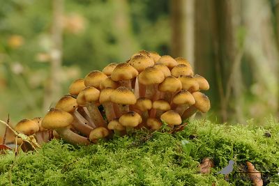 Echte honingzwam / Armillaria mellea