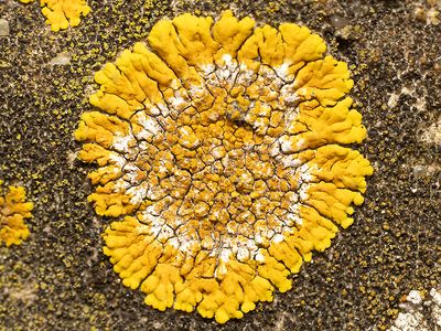 Gelobde citroenkorst / Variaspora flavescens
