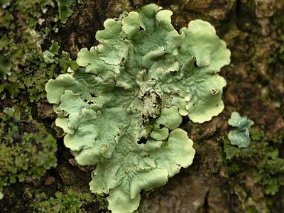 Bosschildmos / Flavoparmelia caperata