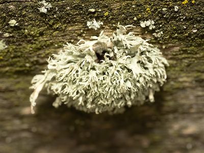 Eikenmos / Evernia prunastri