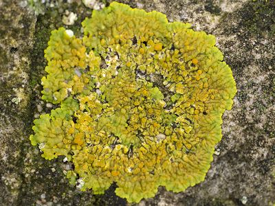 Gelobde citroenkorst / Variospora flavescens