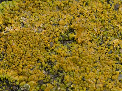 Gelobde citroenkorst / Variospora flavescens