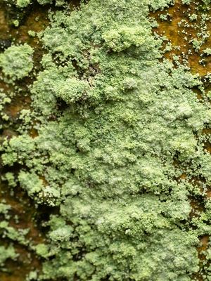Gelobde poederkorst / Lepraria lobificans