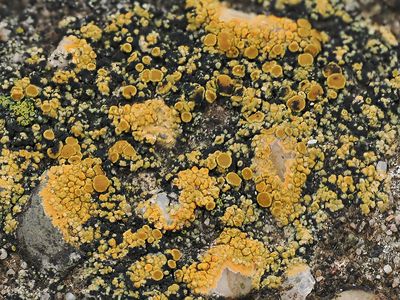 Gelobde zeecitroenkorst / Flavoplaca marina