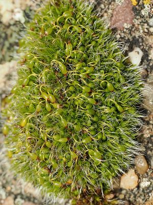 Gewoon muisjesmos / Grimmia pulvinata