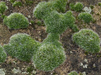 Gewoon muisjesmos / Grimmia pulvinata