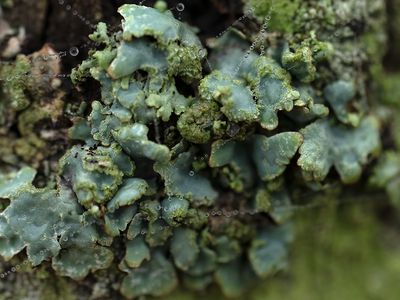 Gewoon schildmos / Parmelia sulcata