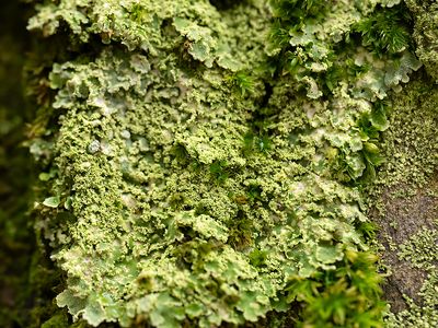 Grauw rijpmos / Physconia grisea