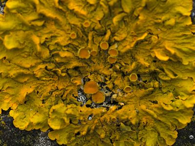 Groot dooiermos / Xanthoria parietina