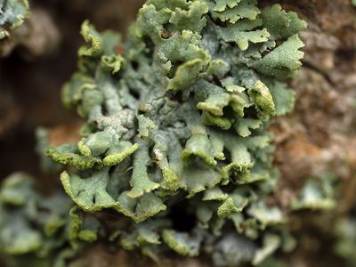Heksenvingermos / Physcia tennela
