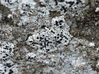 Kalkschotelkorst / Polyozosia albescens
