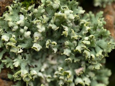 Kapjesvingermos / Physcia adscendens
