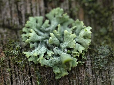 Kapjesvingermos / Physcia adscendens
