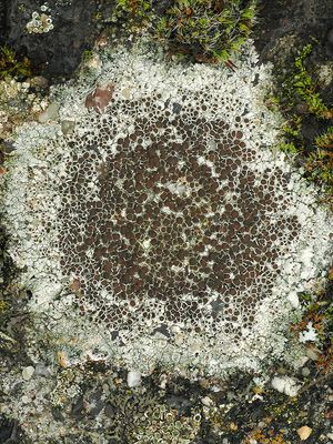 Kastanjebruine schotelkorst / Lecanora campestris