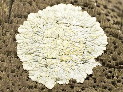 Kauwgommos / Diploicia canescens