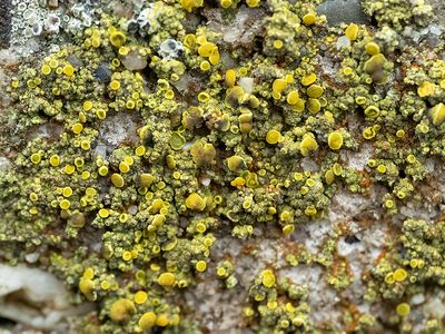 Kerkcitroenkorst / Caloplaca ruderum