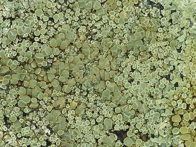 Muurschotelkorst / Lecanora Muralis