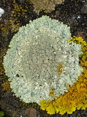 Muurschotelkorst / Lecanora Muralis
