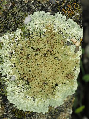 Muurschotelkorst / Lecanora Muralis