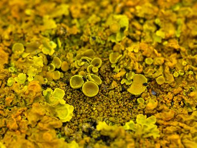 Oranje dooiermos / Xanthoria calcicola
