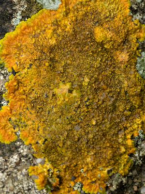 Platte citroenkorst / Caloplaca aurantia