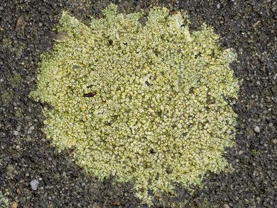 Rond dambordje / Cincinaria contorta