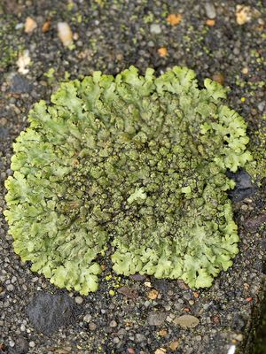 Rond schaduwmos / Phaeophyscia orbicularis