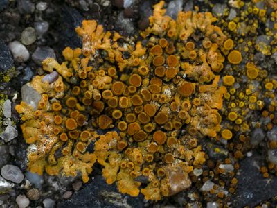 Sinaasappelkorst / Calogaya pusilla