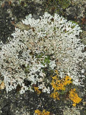 Stoeprandvingermos / Physcia caesia