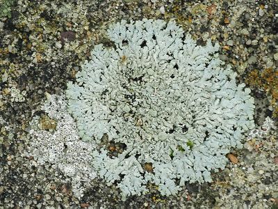 Stoeprandvingermos / Physcia caesia