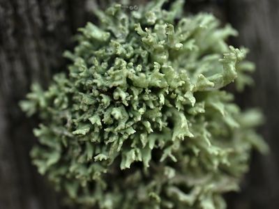 Trompettakmos / Ramalina fastigiata