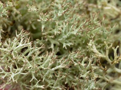 Vals rendiermos / Cladonia rangiformis