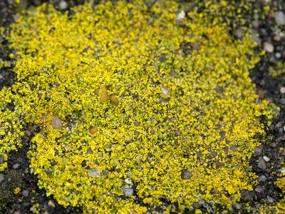 Valse citroenkorst / Flavoplaca flavocitrina