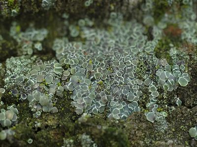 Verborgen schotelkorst / Polyozosia dispersa