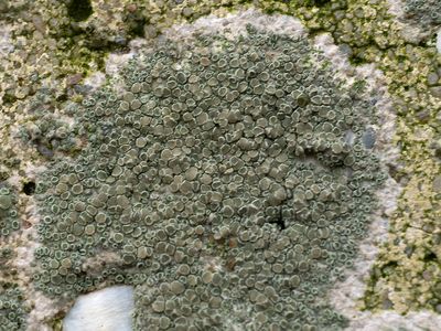 Witte schotelkorst / Lecanora chlarotera