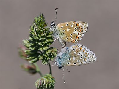 Adonisblauwtje / Lysandra bellargus