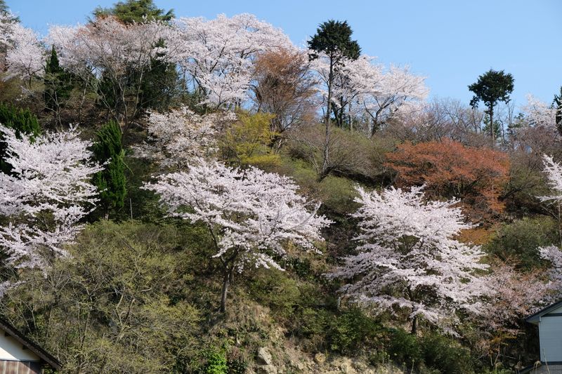 DSCF0595.JPG